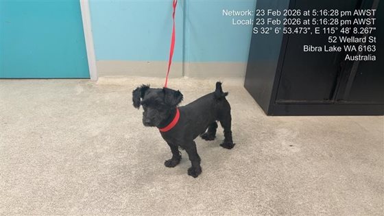 Black  Dog, impounded 23 February 2026