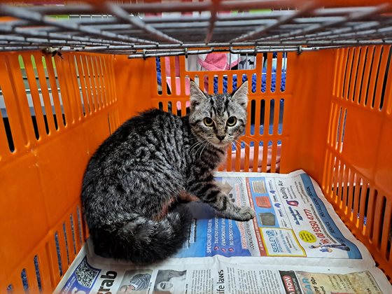 Tabby  Cat, impounded 03 June 2025