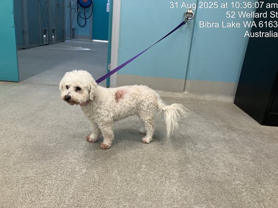 White  Dog, impounded 31 August 2025