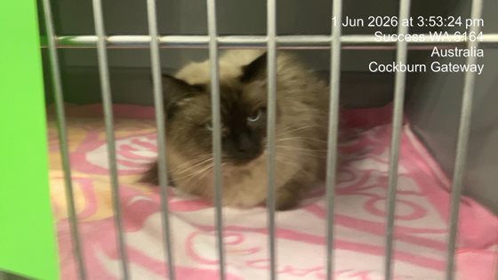 Beige  Cat, impounded 01 June 2026