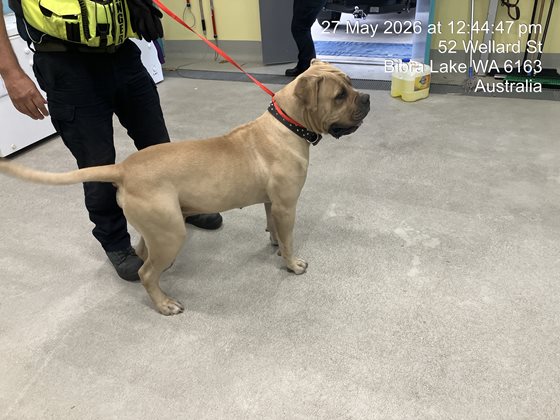 Black and Tan  Dog, impounded 27 May 2026