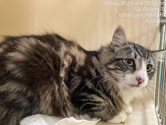 Brindle and White  Cat, impounded 30 May 2025