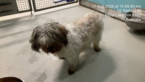 Cream  Dog, impounded 17 August 2026
