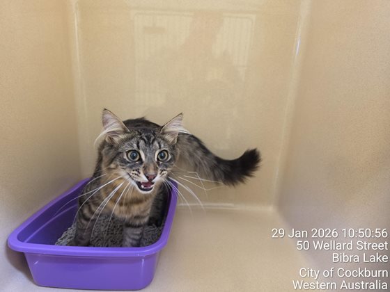 Tabby  Cat, impounded 29 January 2026