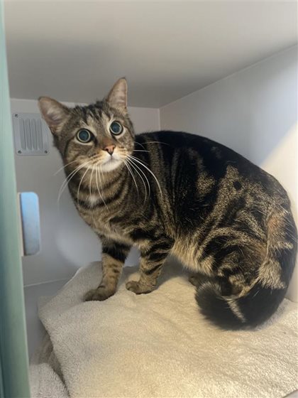 Other  Cat, impounded 30 September 2026