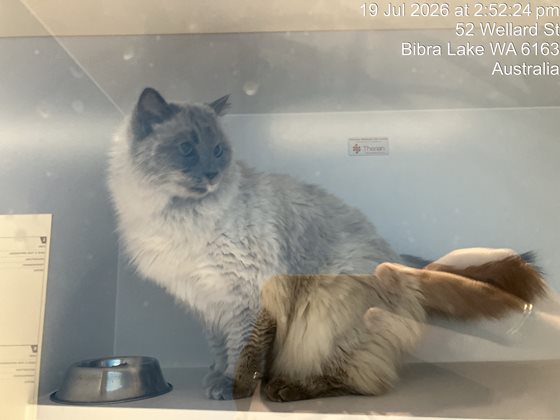 Grey  Cat, impounded 19 July 2026