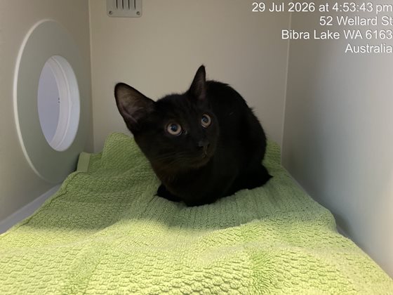 Black and White  Cat, impounded 29 July 2026