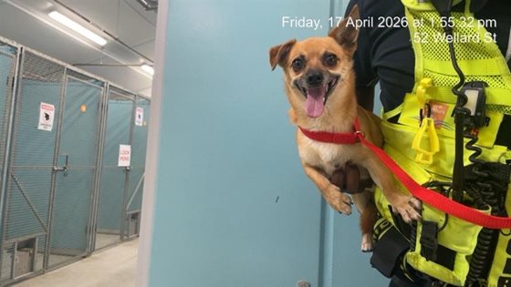 Tan  Dog, impounded 17 April 2026