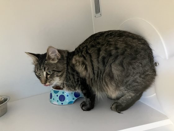 Tabby  Cat, impounded 25 July 2026