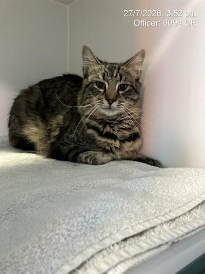 Tabby  Cat, impounded 25 July 2026