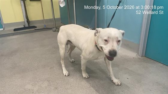 Other  Dog, impounded 05 October 2026