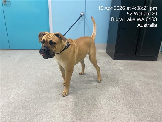 Other  Dog, impounded 15 April 2026