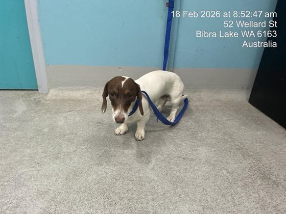 White  Dog, impounded 18 February 2026