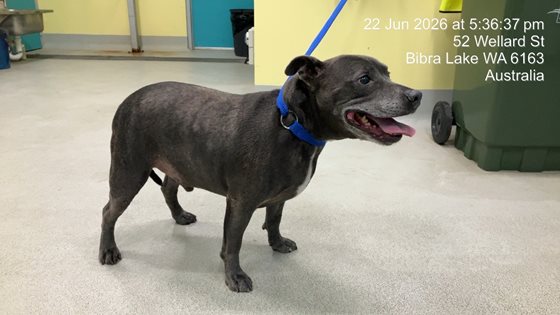Blue  Dog, impounded 22 June 2026