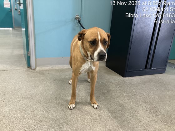 Tan and White  Dog, impounded 13 November 2025