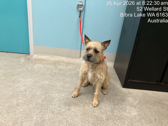 Brown  Dog, impounded 26 April 2026