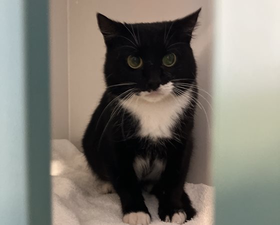 Black and White  Cat, impounded 20 August 2026