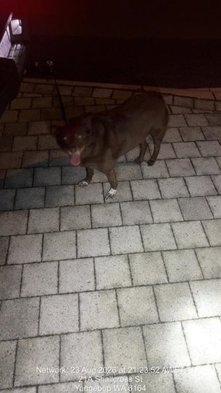Brown  Dog, impounded 24 August 2026
