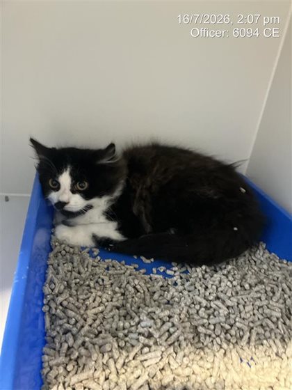 Black and White  Cat, impounded 15 July 2026