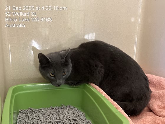 Blue  Cat, impounded 21 September 2025