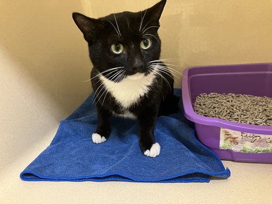 Black and White  Cat, impounded 06 October 2025