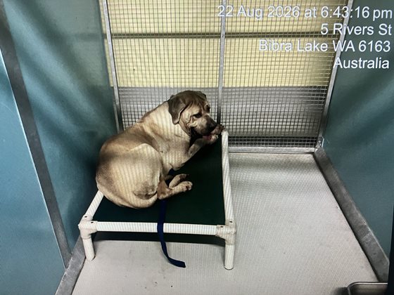 Cream  Dog, impounded 22 August 2026