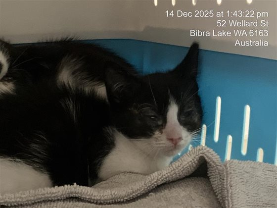 Black and White  Cat, impounded 14 December 2025