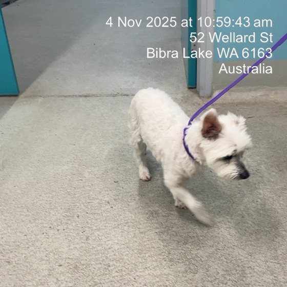 White  Dog, impounded 04 November 2025