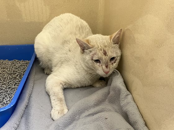 White  Cat, impounded 24 November 2025