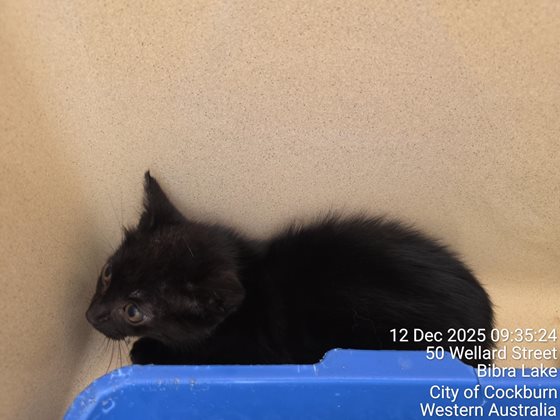 Black  Cat, impounded 12 December 2025