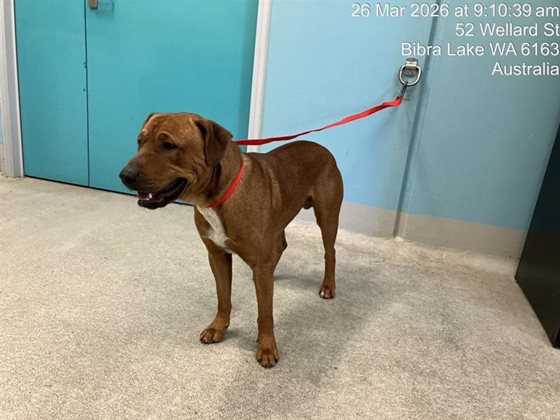 Tan  Dog, impounded 26 March 2026