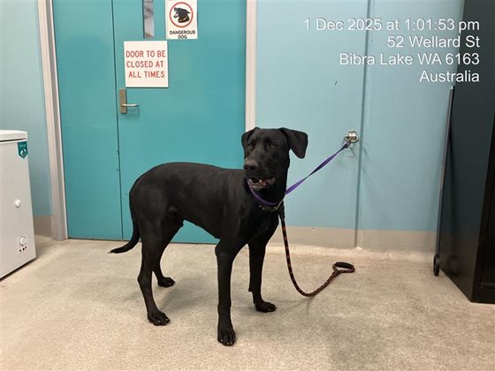 Black  Dog, impounded 01 December 2025