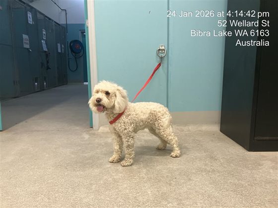 Cream  Dog, impounded 24 January 2026