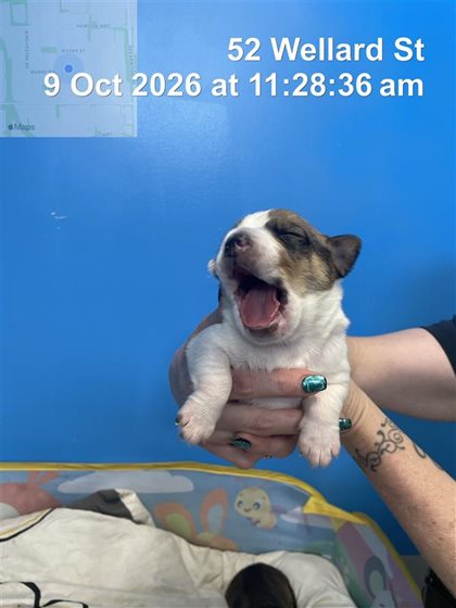 Brindle and White  Dog, impounded 09 October 2026