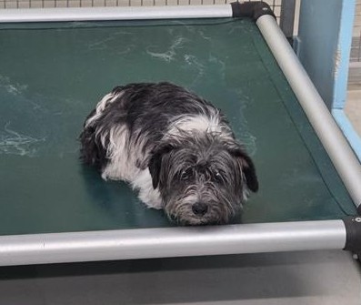 Black and White  Dog, impounded 13 November 2025