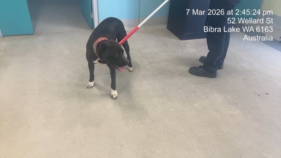 Black and White  Dog, impounded 07 March 2026