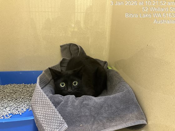 Black  Cat, impounded 03 January 2026