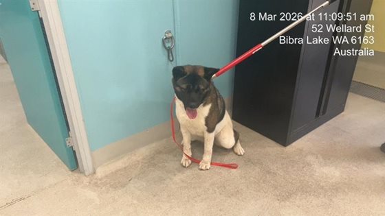 Tri-Colour  Dog, impounded 08 March 2026