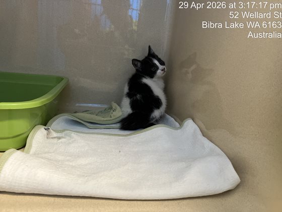 Black and White  Cat, impounded 29 April 2026