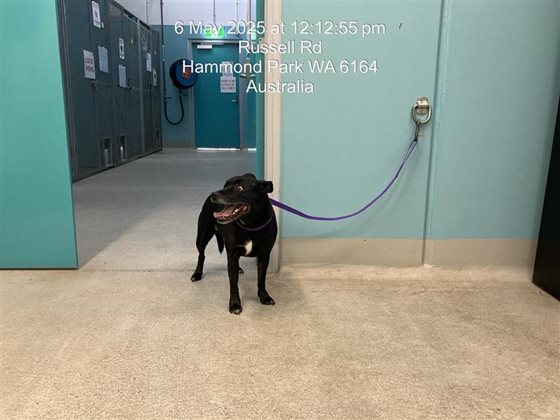 Black and White  Dog, impounded 06 May 2025