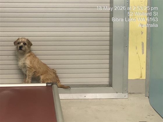 Cream  Dog, impounded 18 May 2026