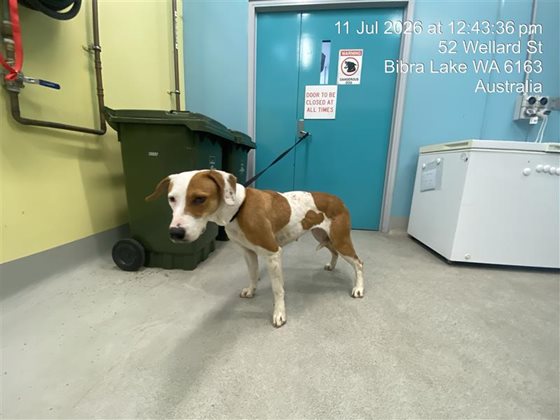 Brown and White  Dog, impounded 11 July 2026
