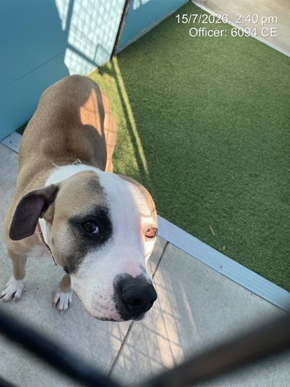 Brown and White  Dog, impounded 11 July 2026