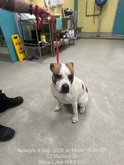 Brown and White  Dog, impounded 10 September 2026
