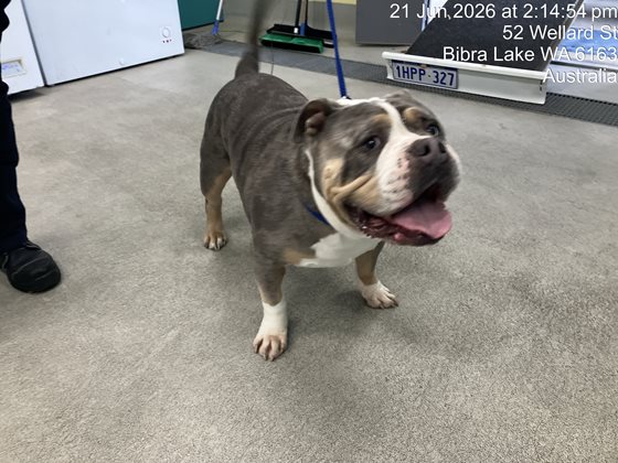 Merle  Dog, impounded 21 June 2026