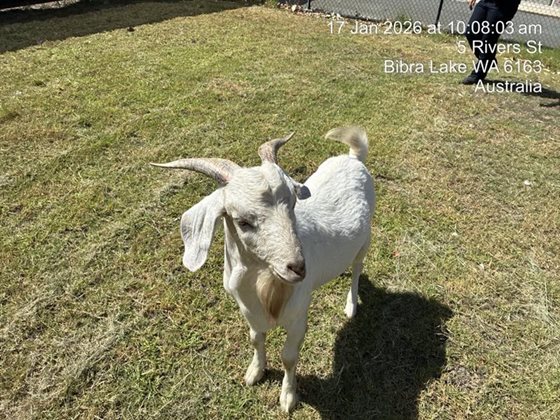 White  Other, impounded 17 January 2026