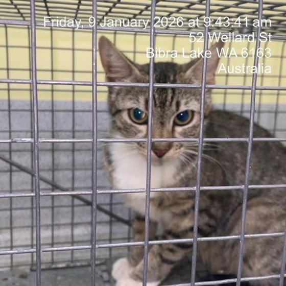 Tabby  Cat, impounded 09 January 2026