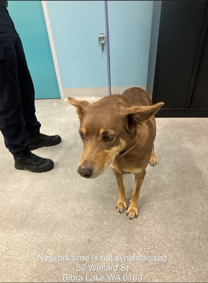 Brown  Dog, impounded 24 April 2026