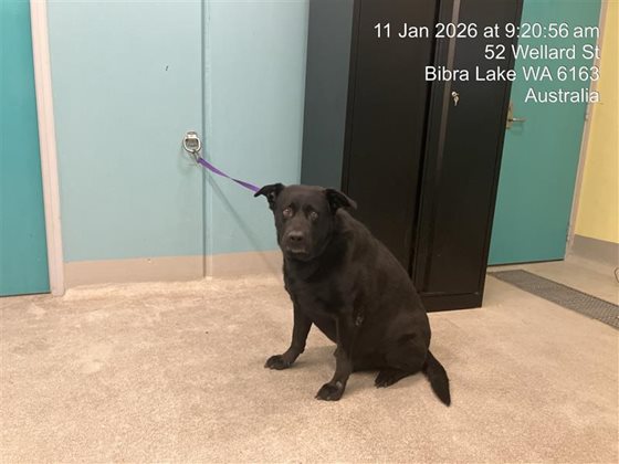 Black  Dog, impounded 11 January 2026