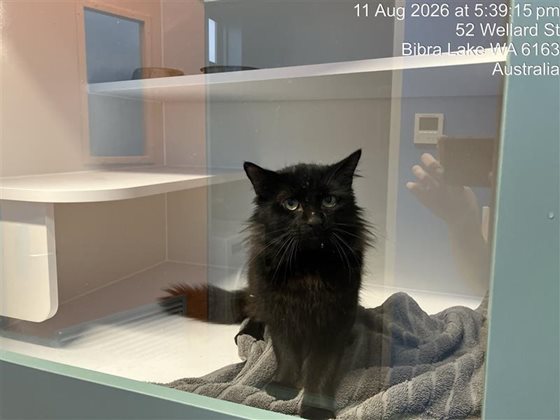 Black  Cat, impounded 11 August 2026